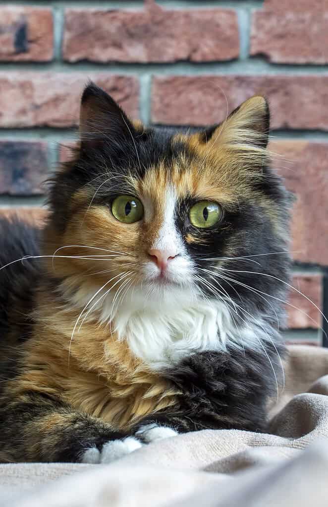 Long-haired calico cat with green eyes lying on a beige blanket in front of a red brick wall.