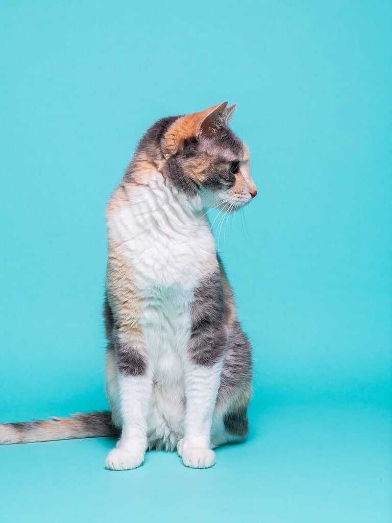 Dilute calico cat sitting in side profile facing right against a bright teal studio background.