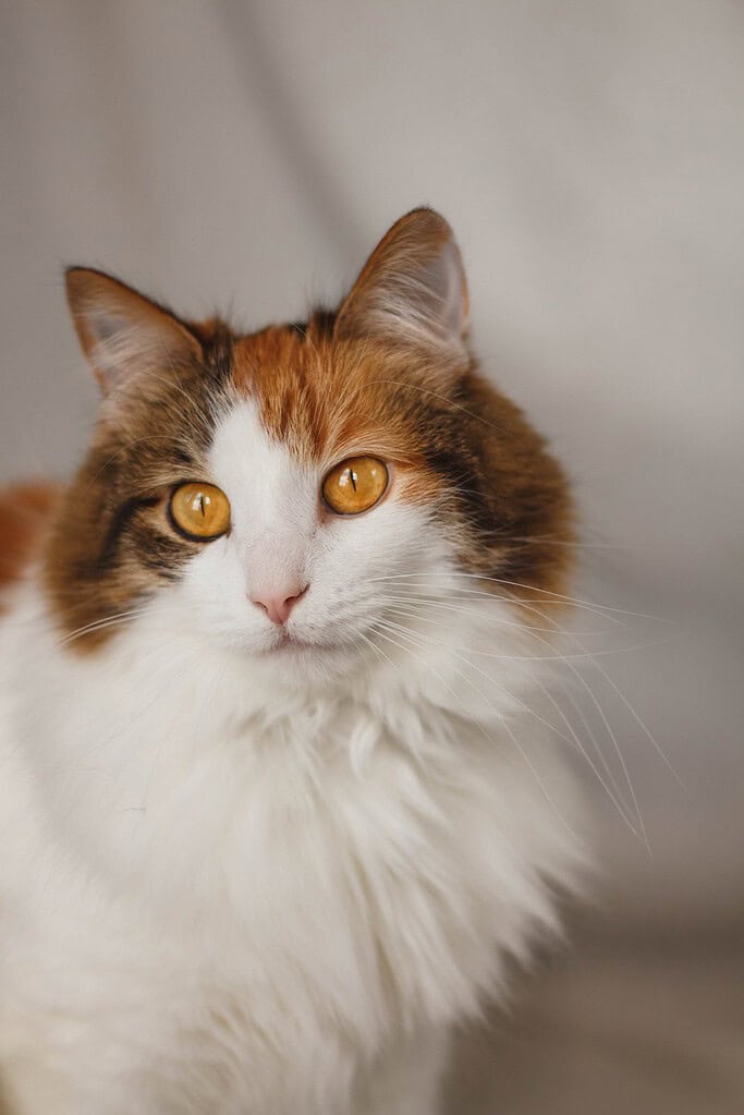 Long-haired calico cat with amber eyes facing the camera against a plain pale grey backdrop.