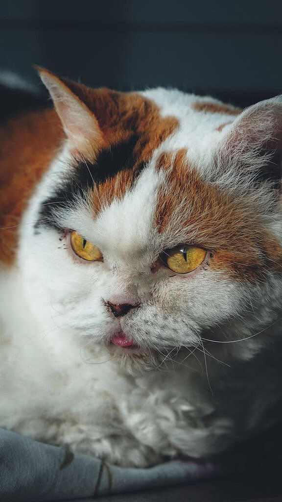 Close-up of a calico cat with yellow eyes lying down, the tip of its tongue showing
