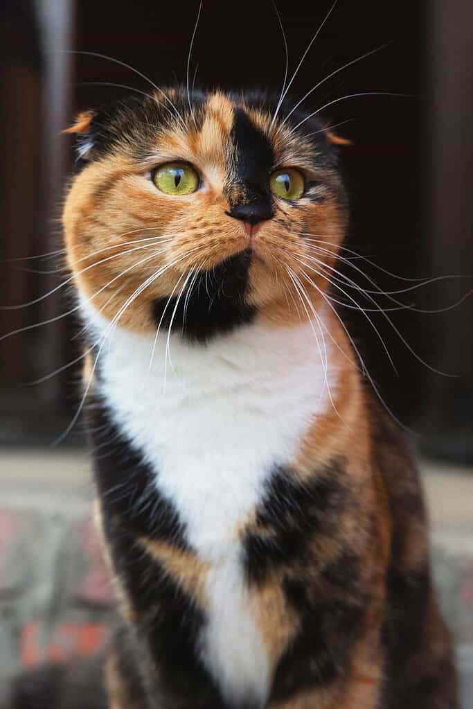 Calico Scottish fold-type cat with folded ears and green eyes sitting upright and looking up to the right.