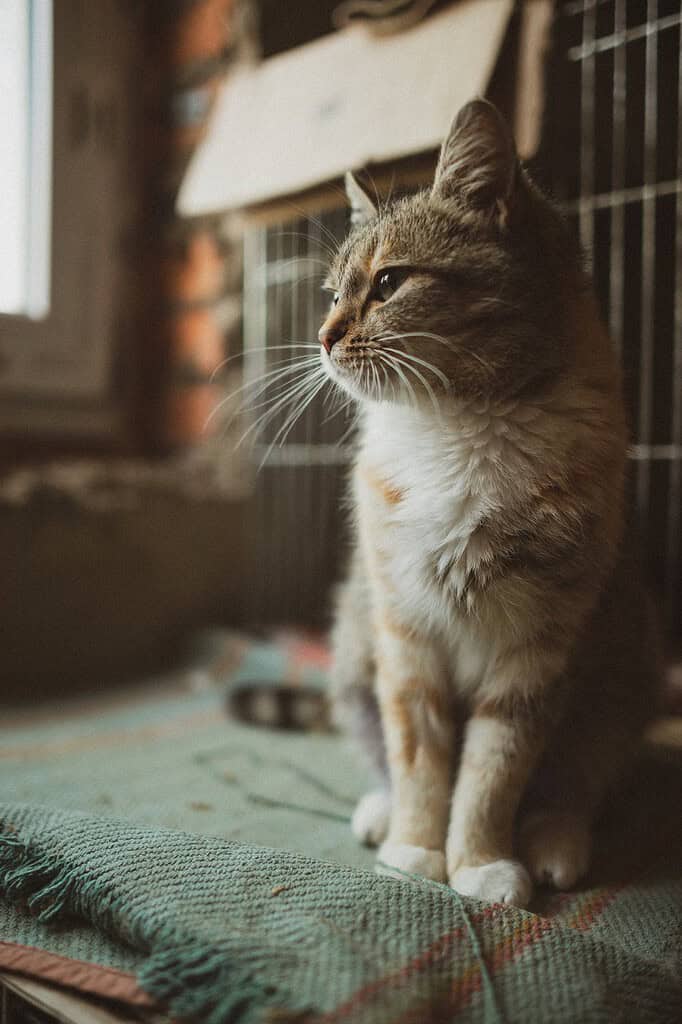 Side profile of a tabby cat sitting near a window with sunlight.