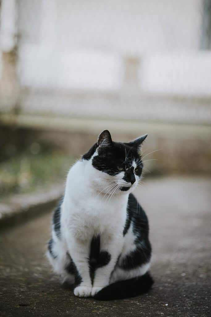 Black-and-white cat sitting on a paved path outdoors looking to the right, with a blurred fence and building behind.