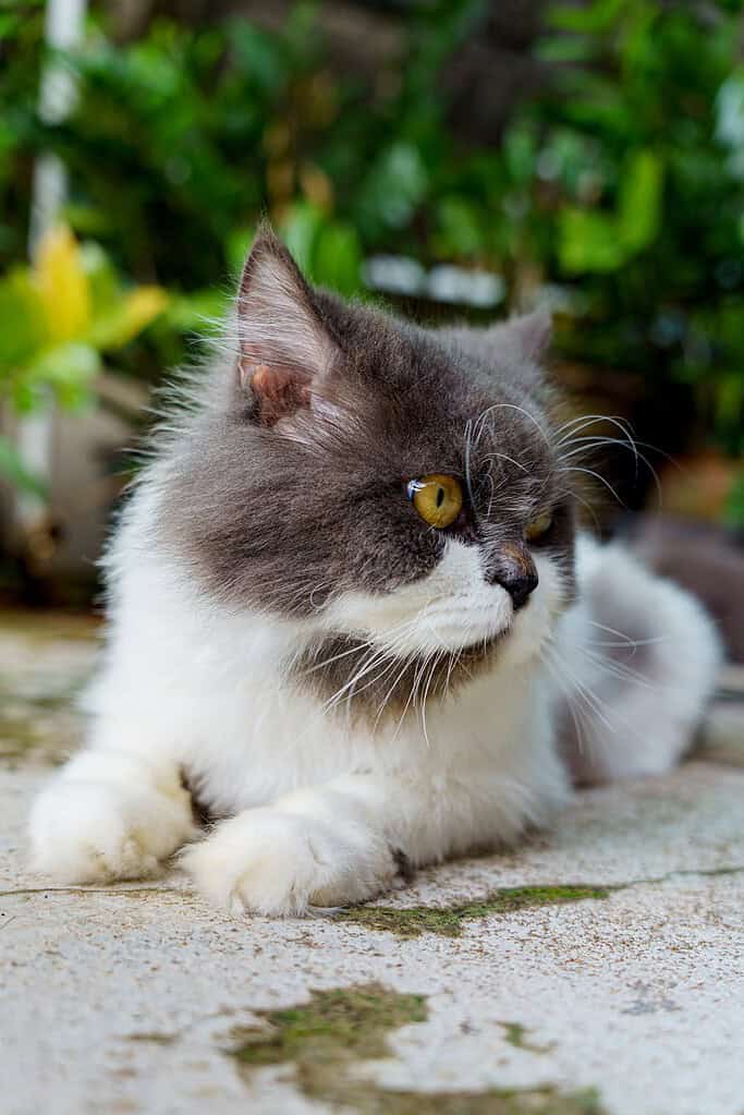 Grey-and-white long-haired cat lying on a concrete surface in a garden looking to the right, with green plants behind.