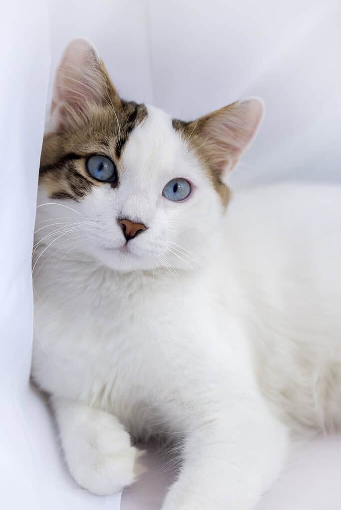 White cat with tabby patches on its head and blue eyes lying against a white curtain looking at camera.