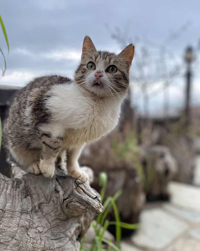 Tabby cat perched on a tree stump looking up at the sky