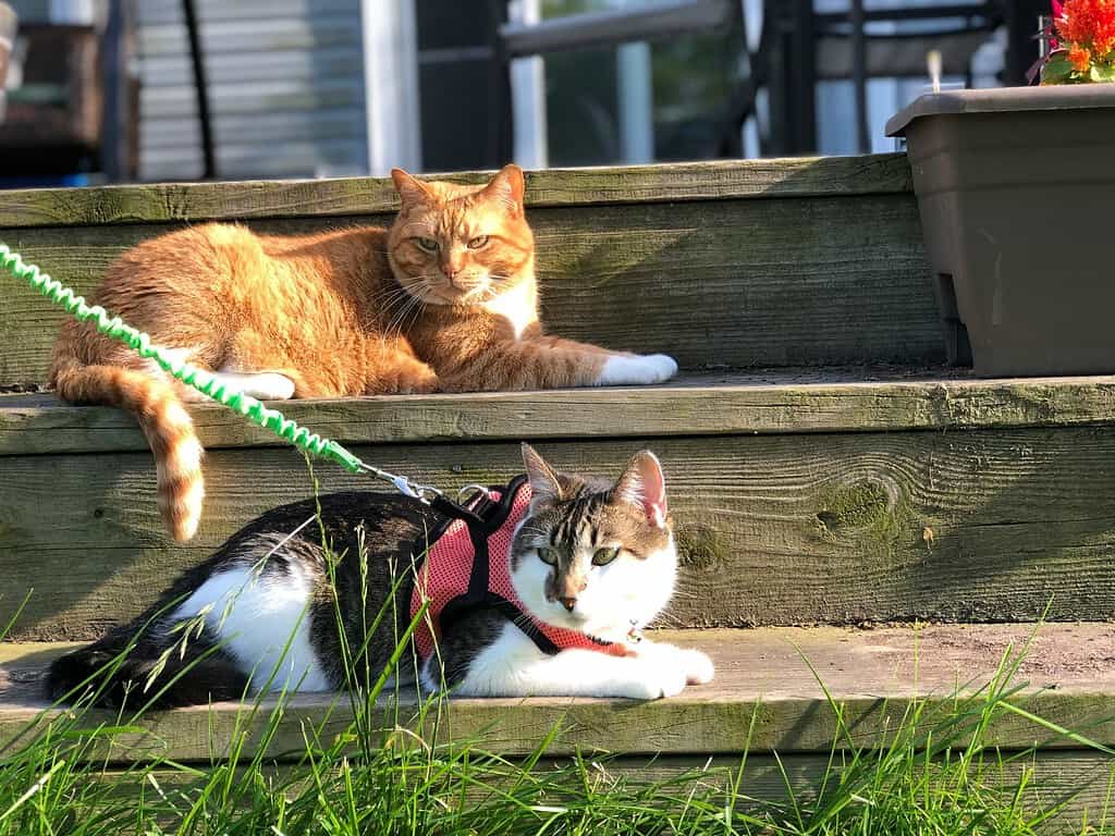 Ginger cat lying on wooden steps outdoors above a tabby-and-white cat wearing a red harness on a green leash