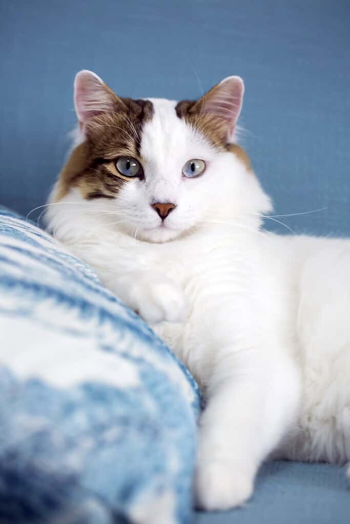 White long-haired cat with brown tabby markings on its head and blue eyes lying on a blue sofa.