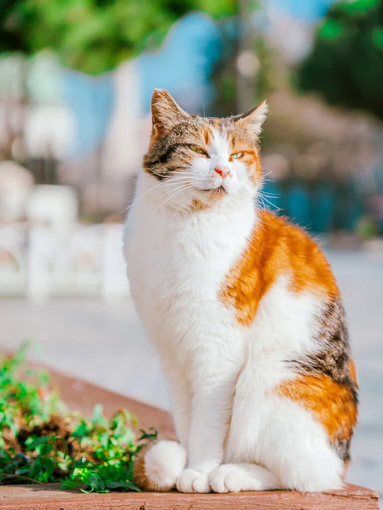 Orange and white cat sitting upright on a ledge outdoors with eyes narrowed, blurred street and greenery behind.