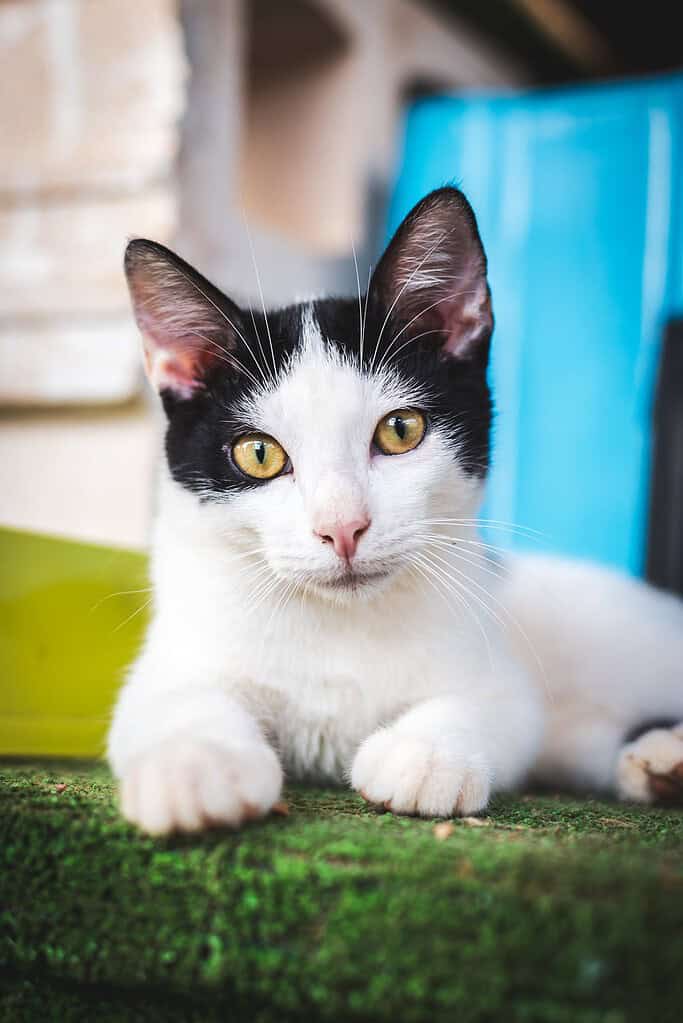 Black-and-white cat with yellow eyes lying on green artificial turf outdoors with a blue surface and wall behind.