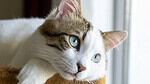 Tabby and white cat lying by a bright window watching outside