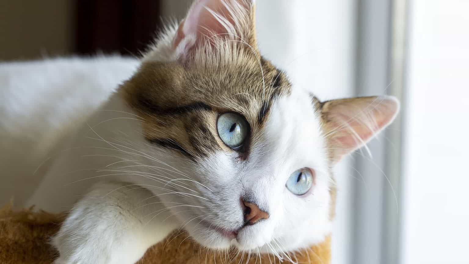 Tabby and white cat lying by a bright window watching outside