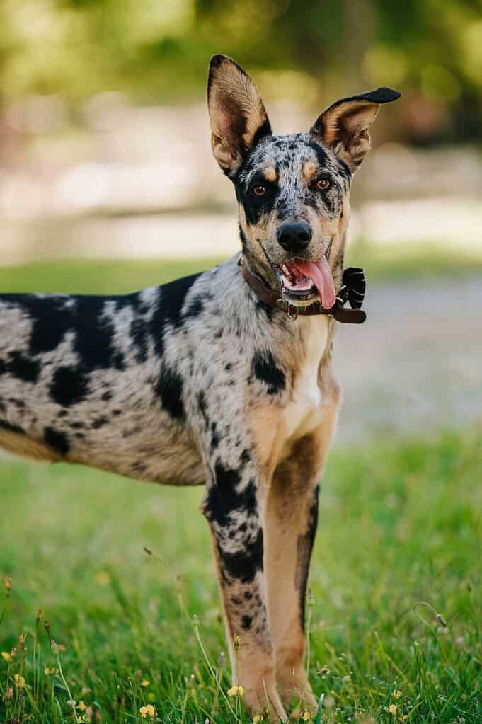 Blue merle Catahoula type dog with large upright ears and a brown collar standing on a green lawn with tongue out.
