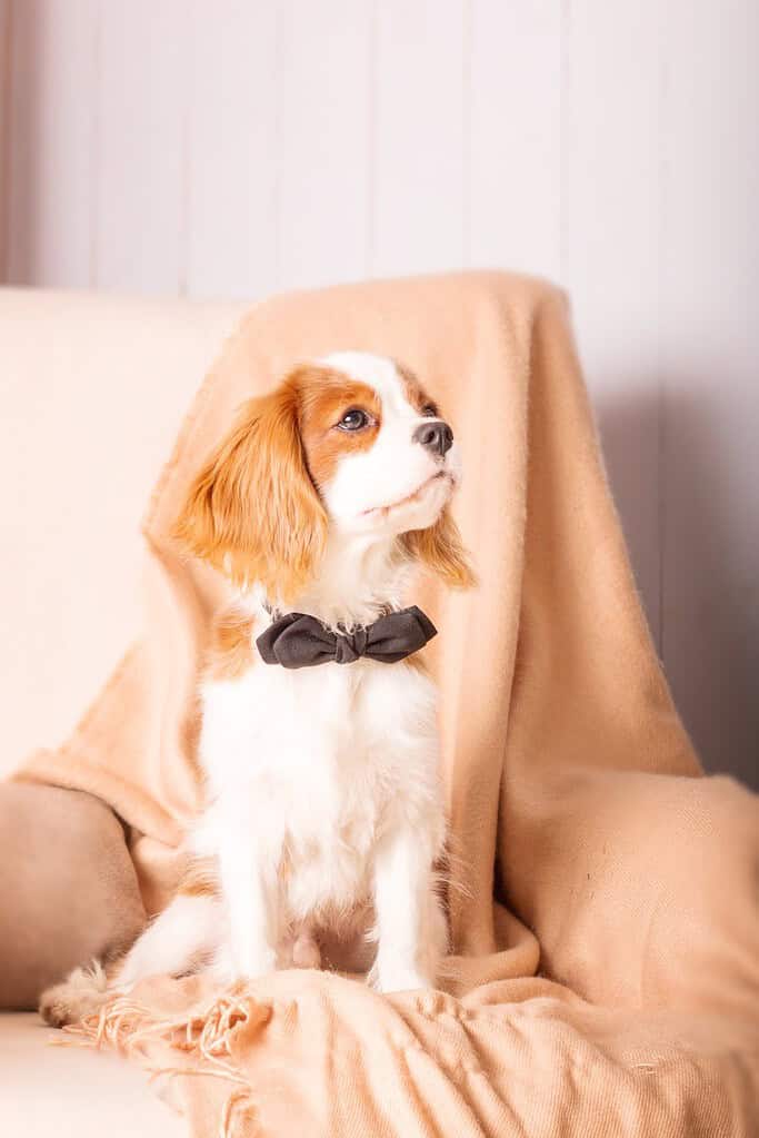 Blenheim Cavalier King Charles spaniel puppy wearing a black bow tie sitting on a cream armchair.