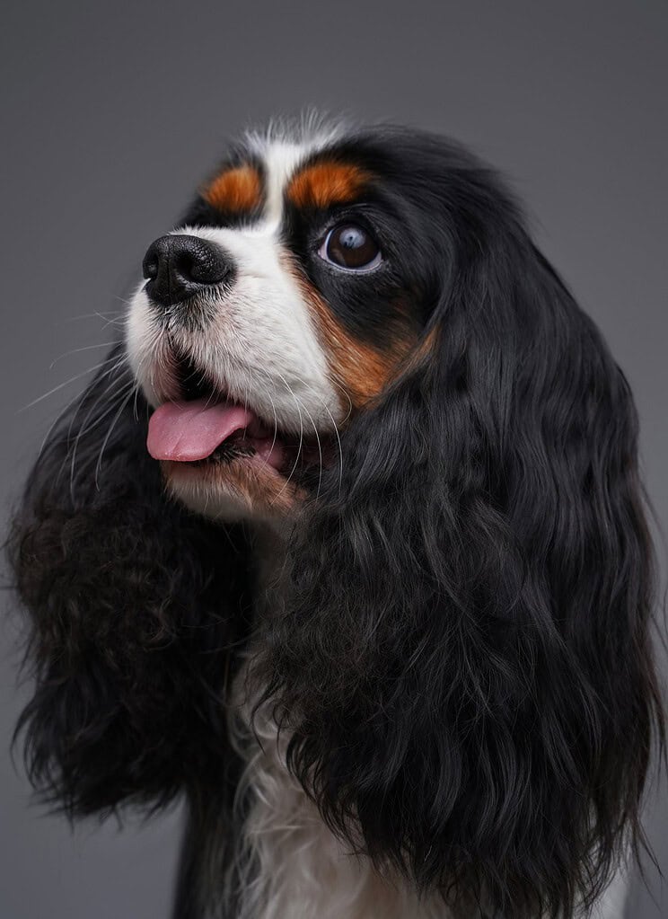 Tricolour Cavalier King Charles Spaniel head portrait looking up to the left with tongue out.