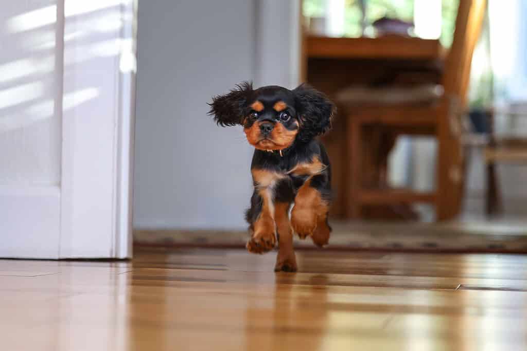 Black-and-tan Cavalier King Charles spaniel puppy running toward the camera across a wooden floor indoors