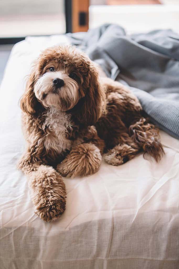 Adorable brown and white poodle puppy lying on a bed with blankets.