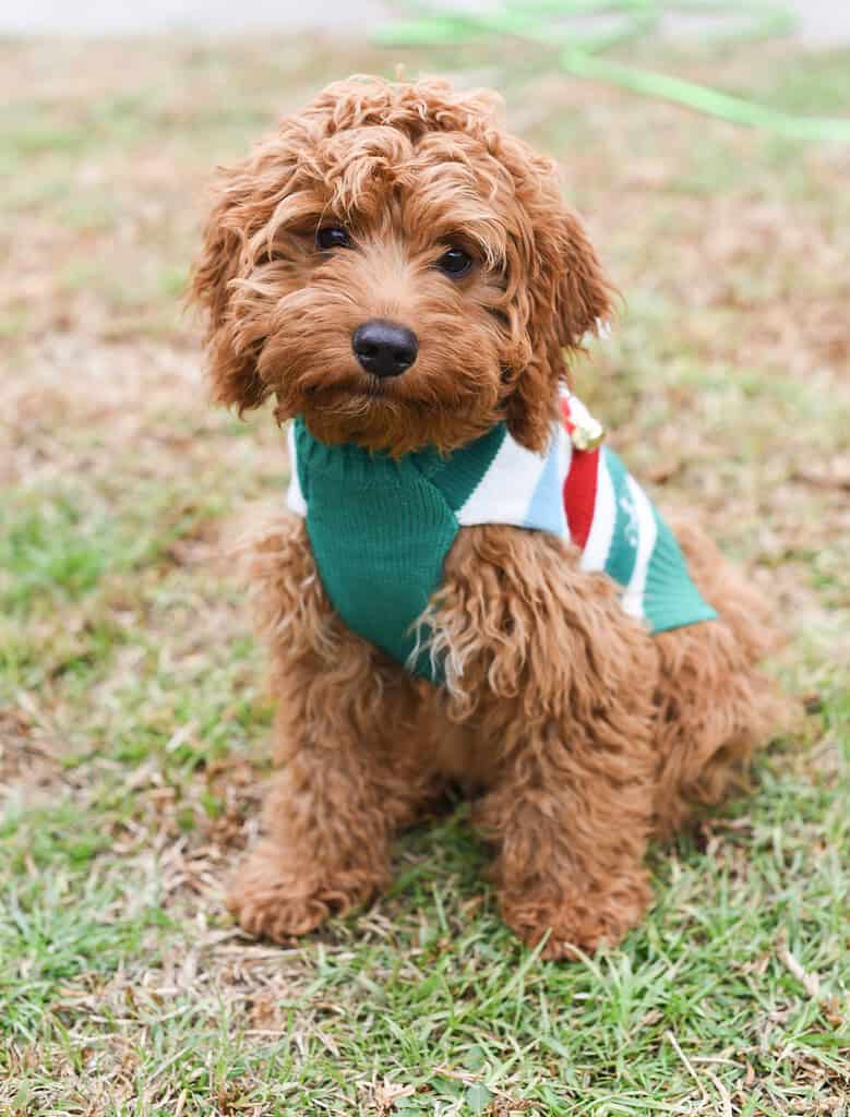 Cute brown poodle puppy wearing a colorful sweater on grass.