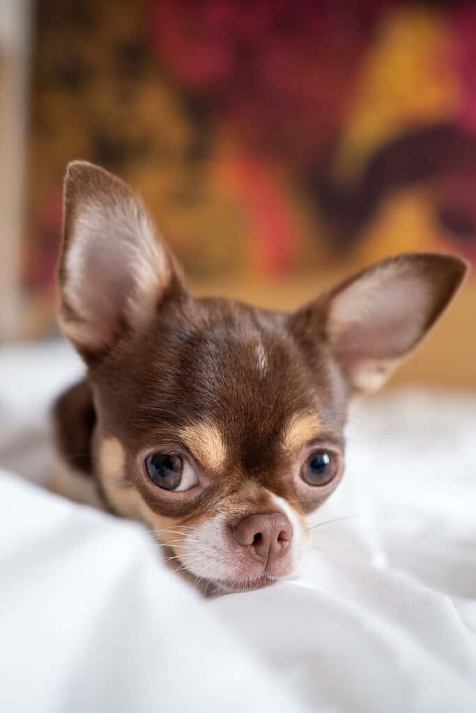 Chocolate and tan Chihuahua with large ears resting its chin on a white bed sheet, colourful blurred painting behind.
