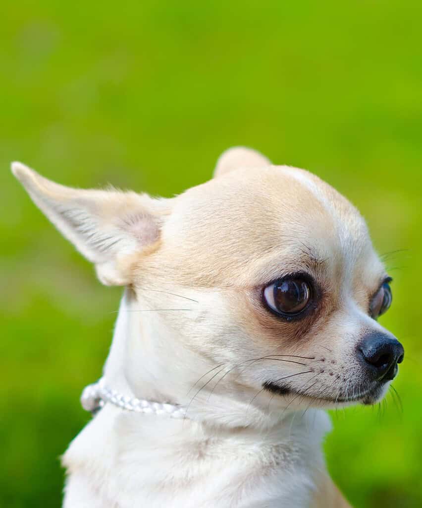 Close-up of a small Chihuahua dog with a white collar on a green background.