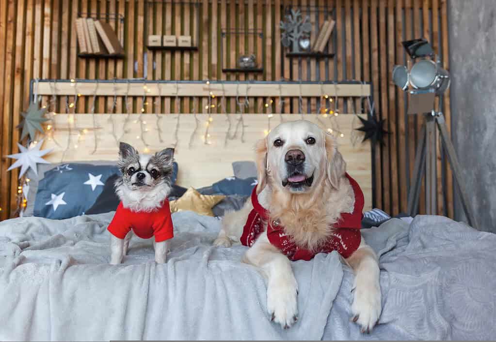 A chihuahua and a golden retriever in red winter sweaters sitting on a bed