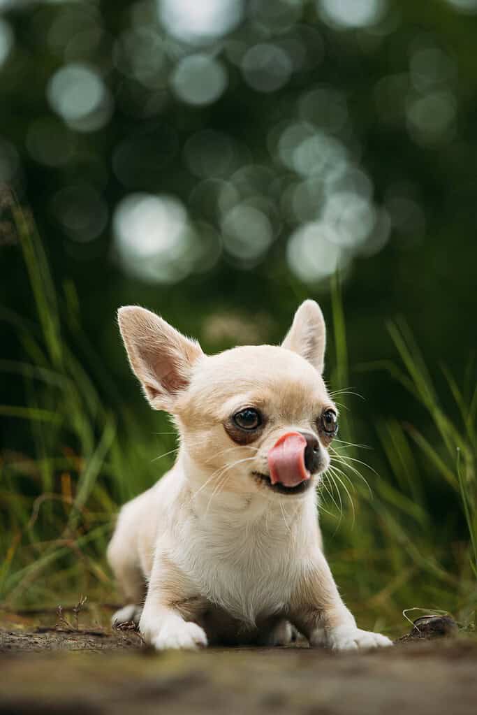 Small cream Chihuahua lying on the ground in tall green grass licking its nose, with blurred trees behind.