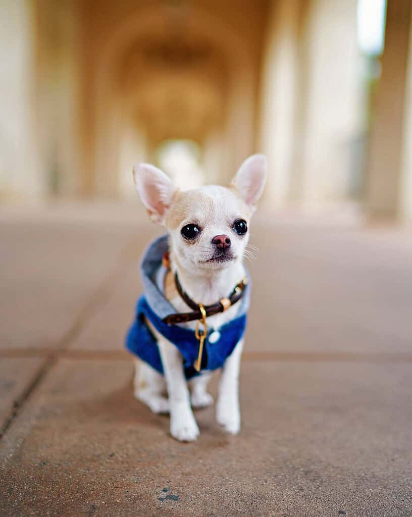 Adorable Chihuahua wearing a blue jacket standing on a wooden bridge.