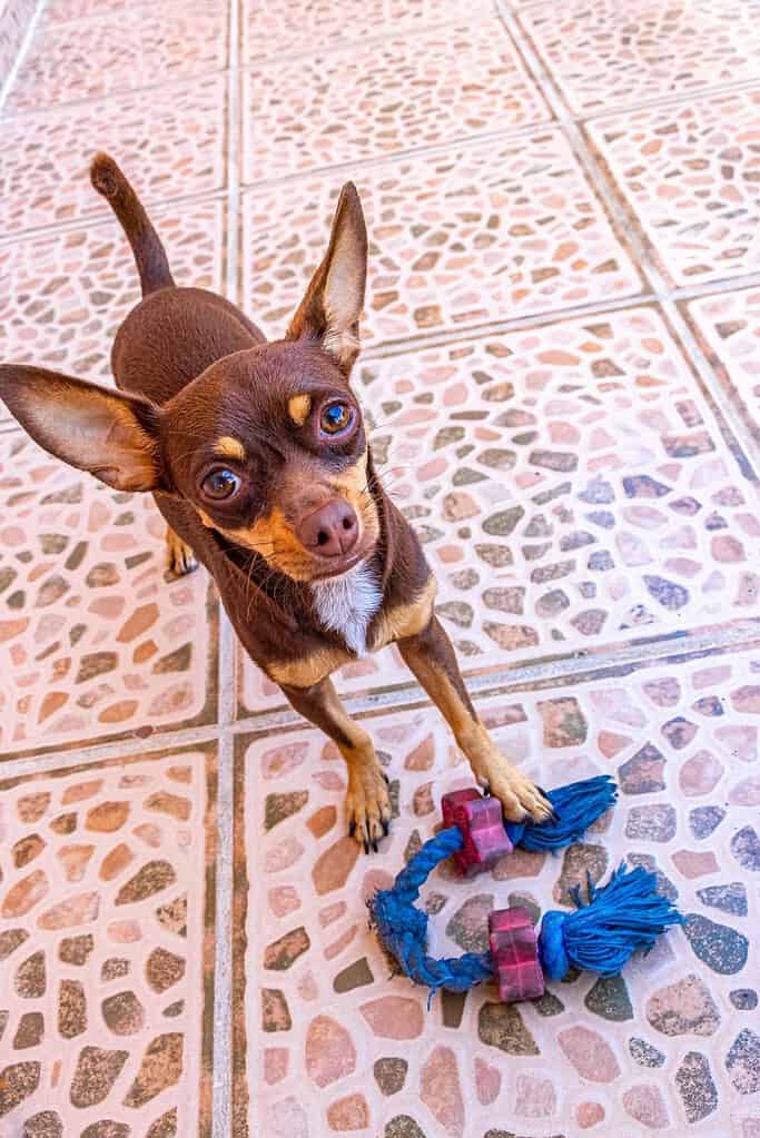 Chocolate chihuahua looking up at the camera with a blue-and-pink rope tug toy between its paws on a tiled floor