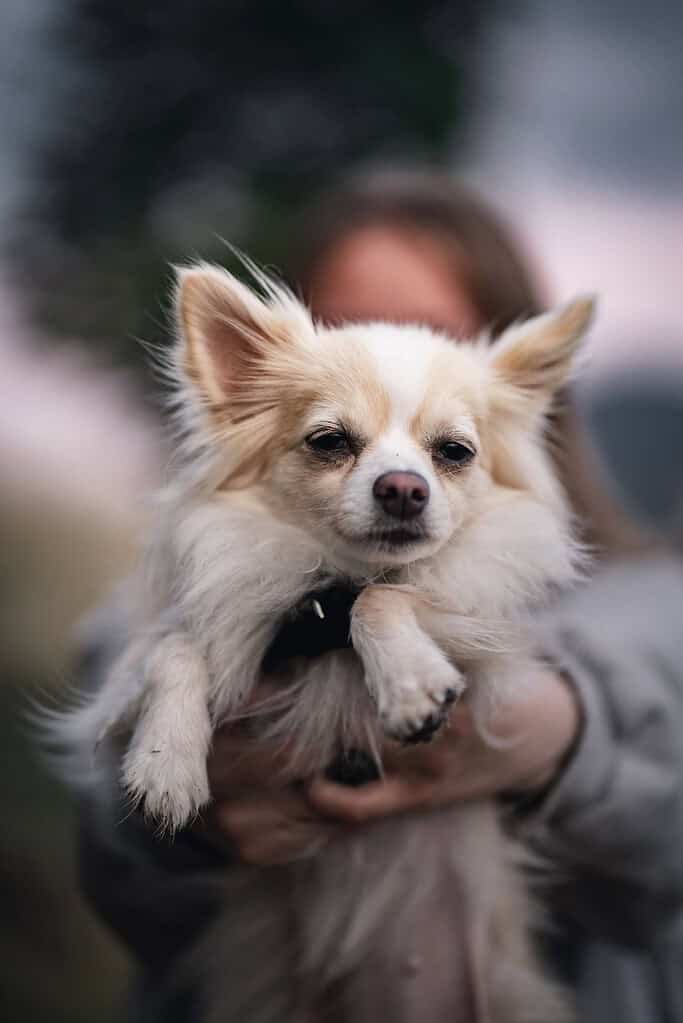 Person holding a small, fluffy dog with a relaxed face.