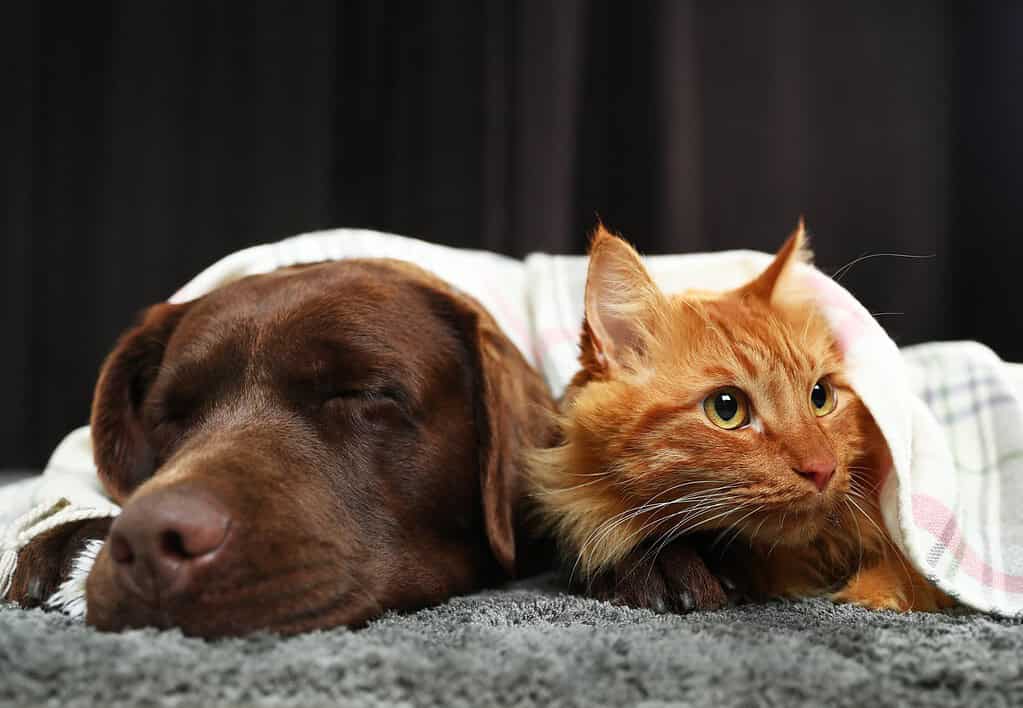 A chocolate Labrador and a ginger cat snuggled together under a plaid blanket on a sofa
