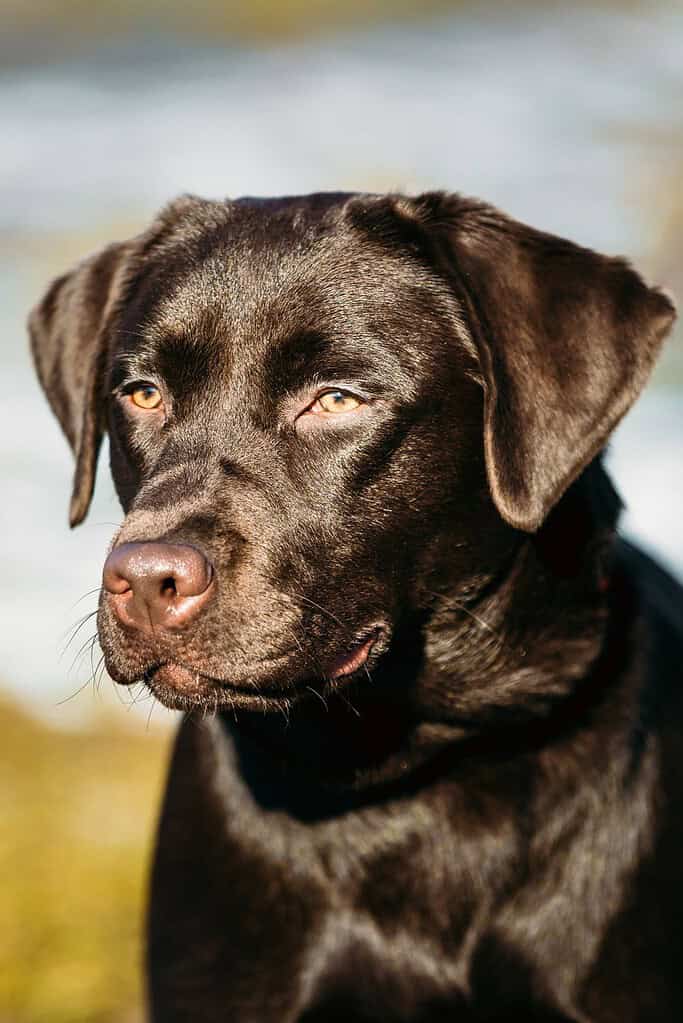Chocolate Labrador retriever portrait outdoors in dry autumn grass