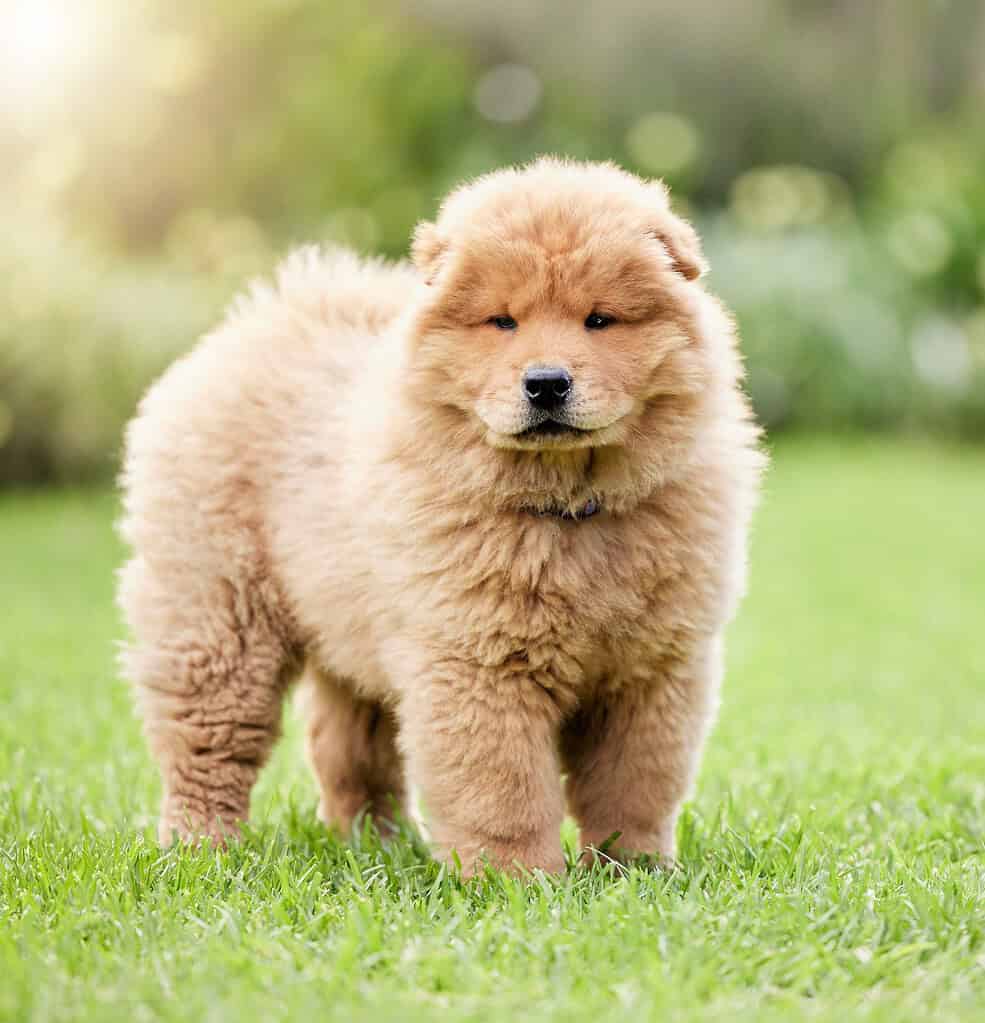 Cream Chow Chow puppy standing on a green lawn facing camera with blurred sunlit foliage behind.