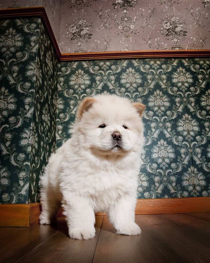 Cream Chow Chow puppy standing on a wooden floor in a corner with green and mauve floral wallpaper.