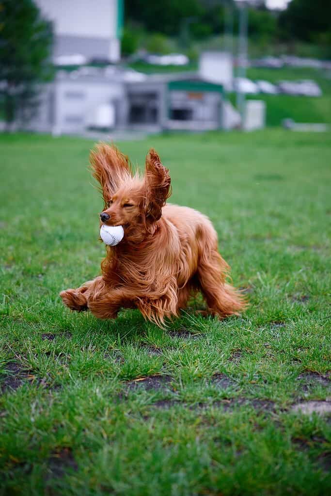 Cavalier King Charles Spaniel dog running with a ball in a grassy park.
