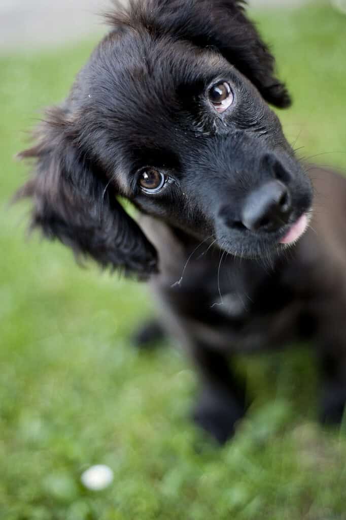 Black cocker spaniel-type puppy sitting on grass with its head tilted, looking up at the camera, with the body blurred.