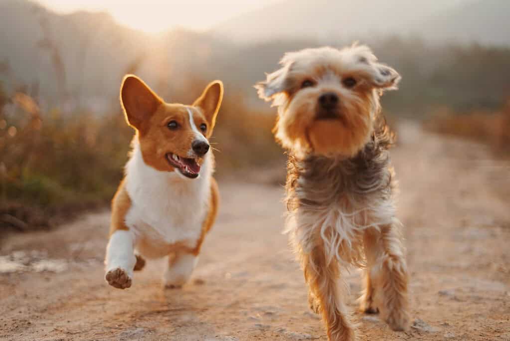 Corgi and a small terrier trotting along a dirt path at sunset