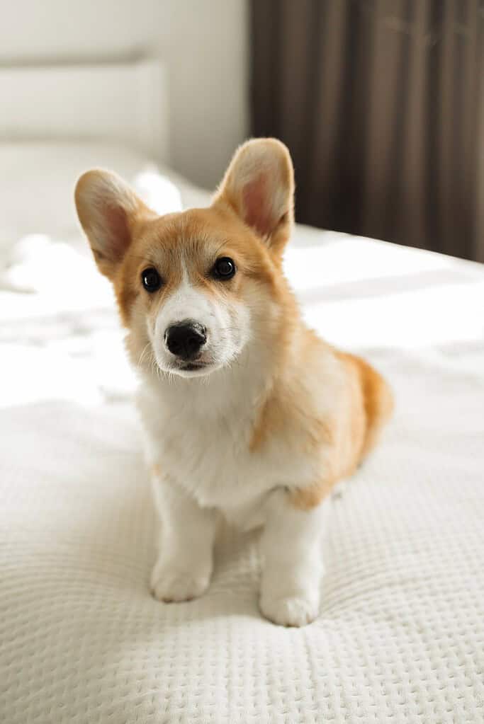 Red-and-white corgi puppy sitting on a white bed, looking at the camera