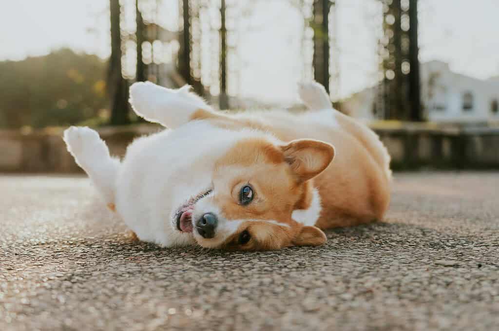 Corgi rolling on its back on a sunny path