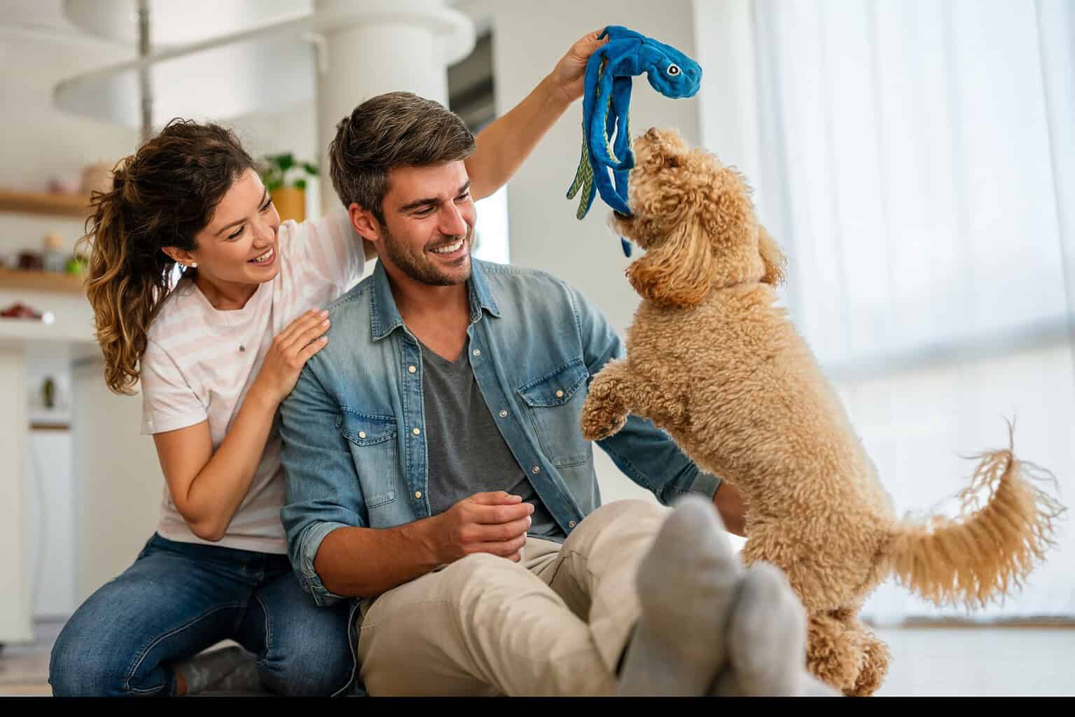 A smiling couple sitting on a living room floor holding up a blue tug toy for an apricot doodle standing on its hind legs