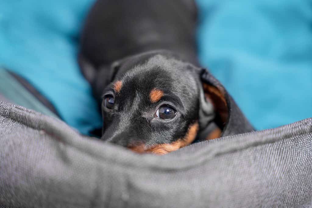 Dachshund resting in a grey dog bed