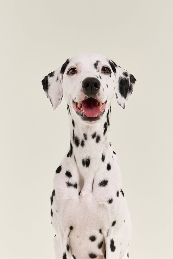 Dalmatian sitting and facing camera with open mouth against a plain cream studio background.