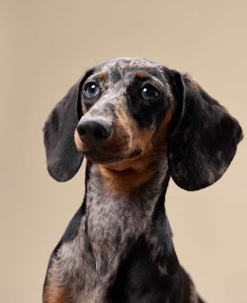 Dapple dachshund head and neck looking up to the left against a plain beige studio background.