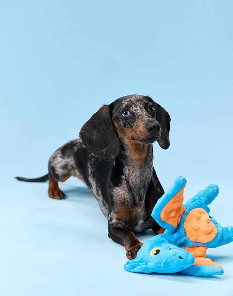 Dapple dachshund lying on a pale blue studio background with a blue and orange plush dragon toy in front of it.