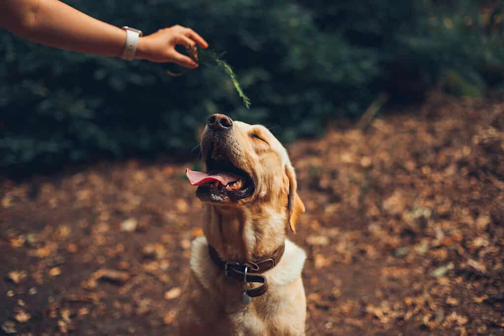 Dog sitting in fallen autumn leaves looking up at a person's outstretched hand