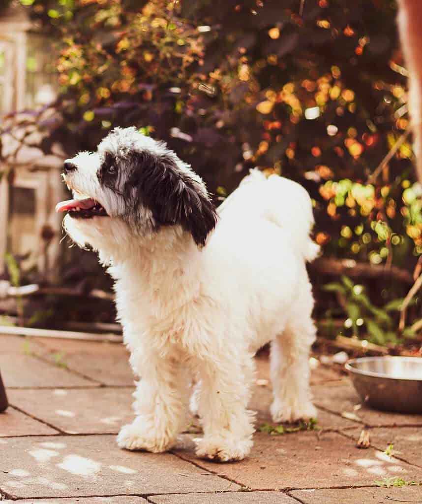 Adorable fluffy dog standing on brick patio in garden.
