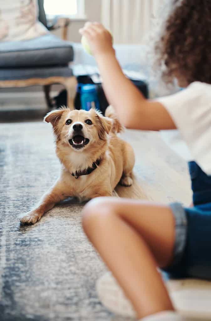 Small tan dog with a black collar lying on a living-room rug looking up with mouth open at a child.