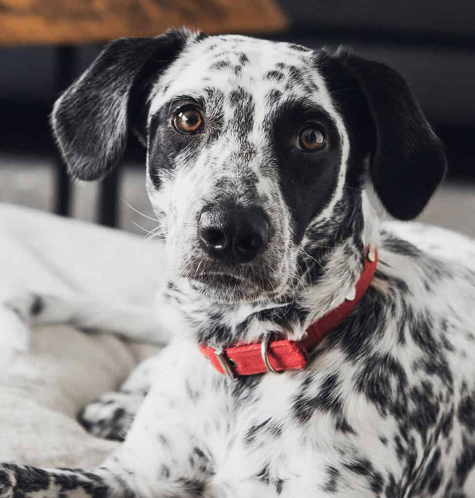 Black-and-white spotted dog in a red collar lying on a cushion looking at the camera, with dark furniture behind.
