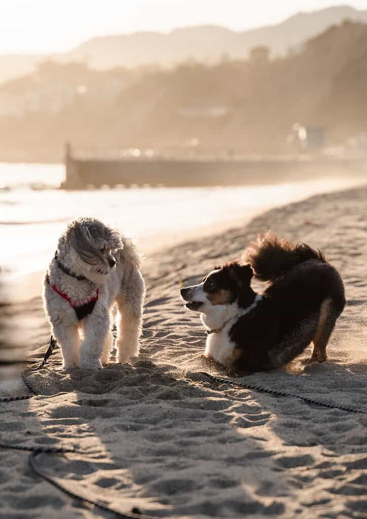 Two dogs on the beach during sunset, one sitting and one lying down.