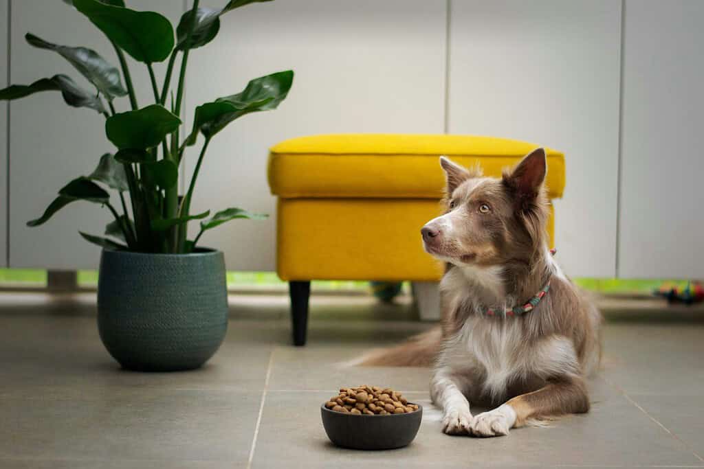 Dog lying on a living room floor beside a bowl of kibble, with a yellow ottoman and a potted plant behind