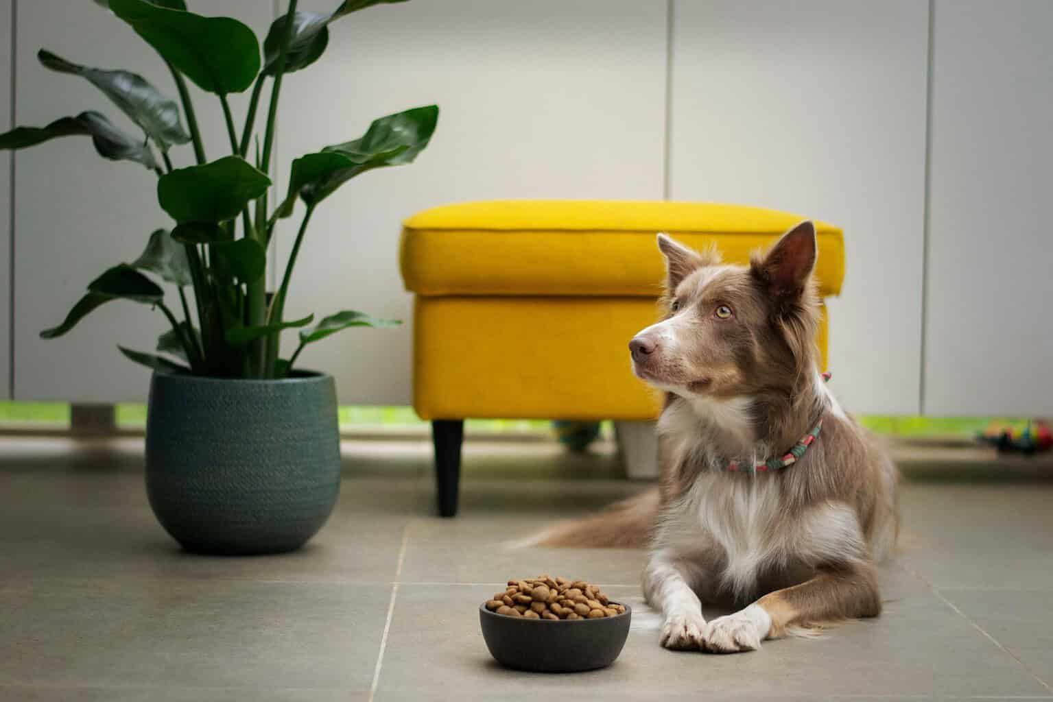 Dog lying on a living room floor beside a bowl of kibble, with a yellow ottoman and a potted plant behind